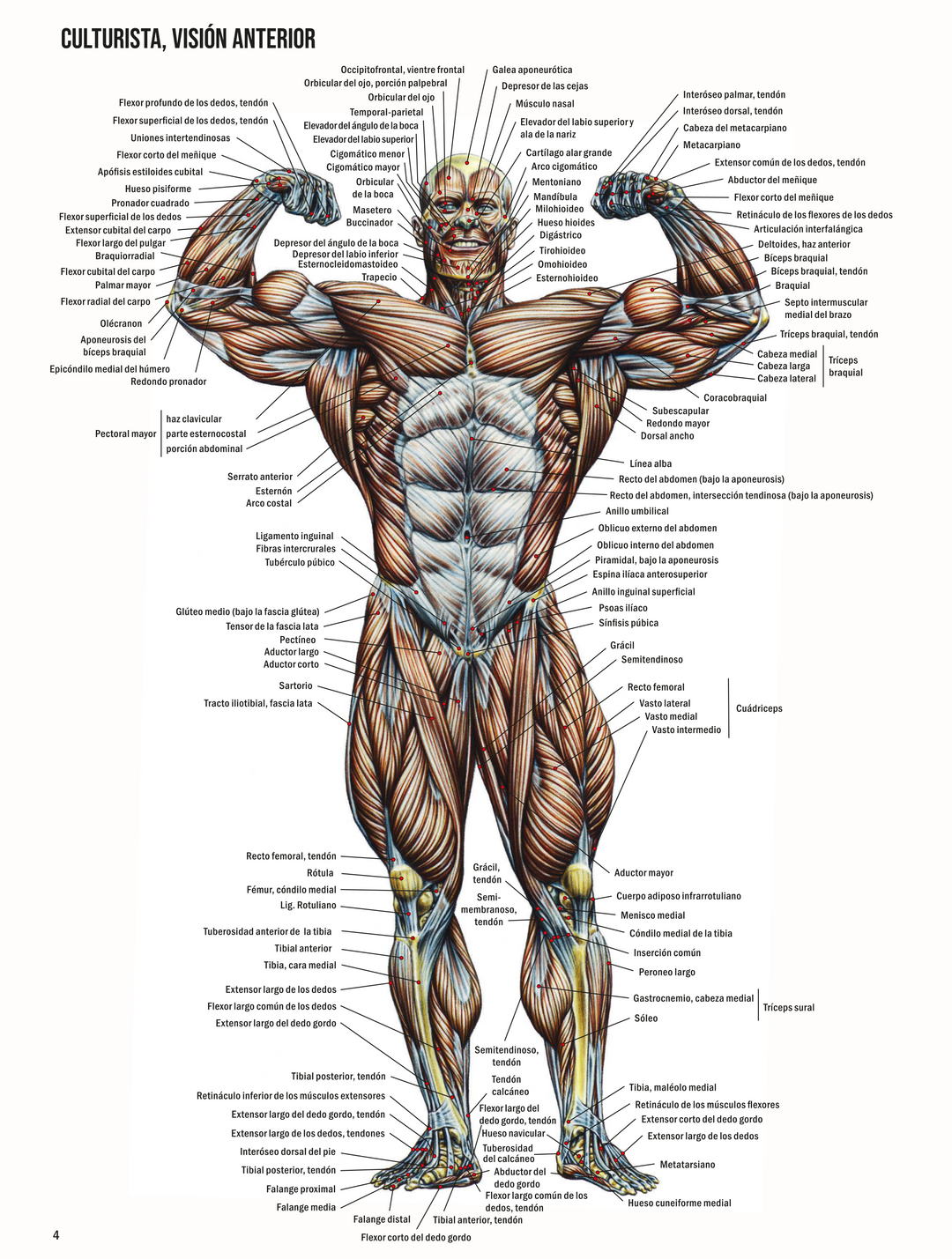 Gym Enciclopedia De Musculacion Grupo Muscular Tablas Gym Para