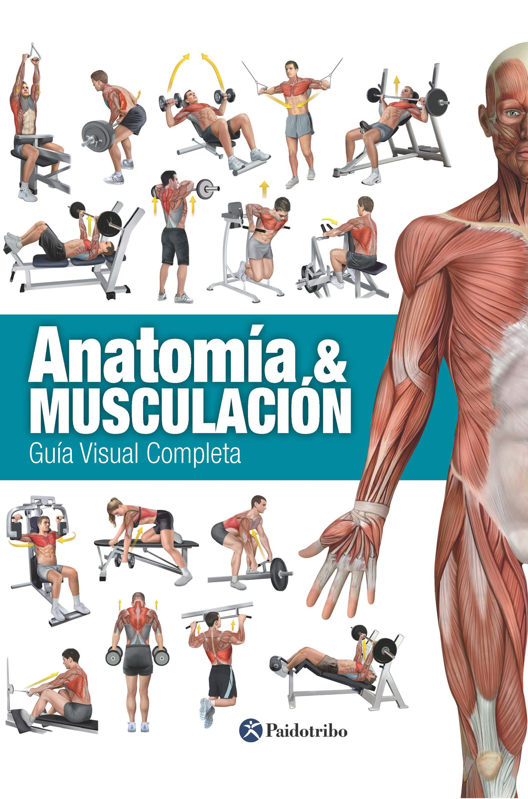 Gimnasio Enciclopedia De Ejercicios De MusculaciÃ³n Pdf ANATOMÍA